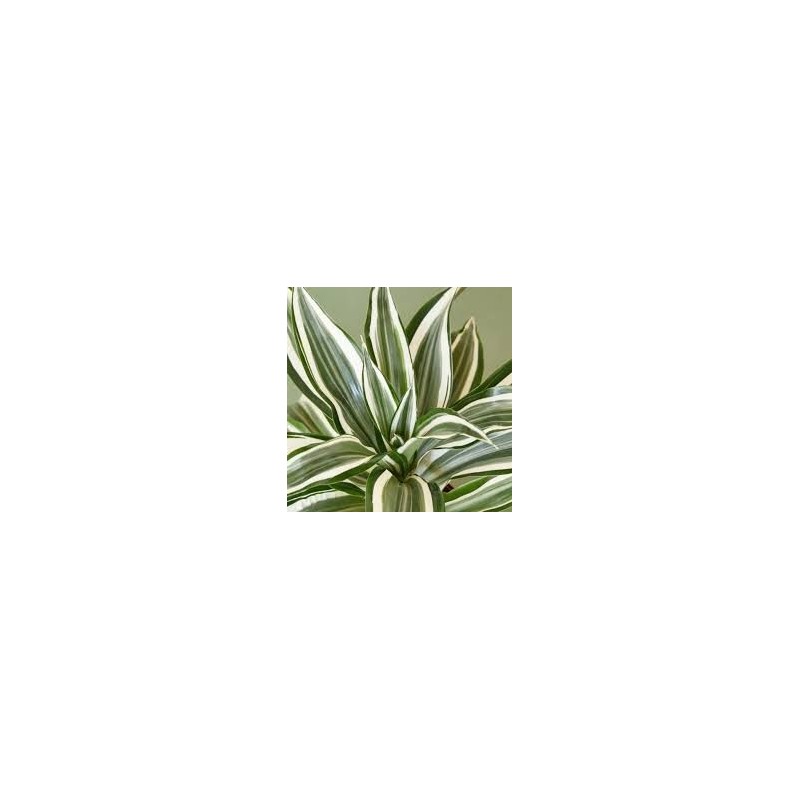 dracaena dragontree white jewel