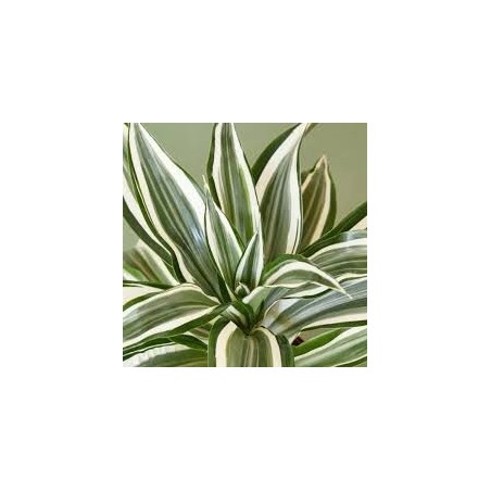 dracaena dragontree white jewel