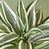 dracaena dragontree white jewel