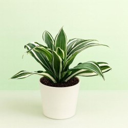 dracaena dragontree white jewel