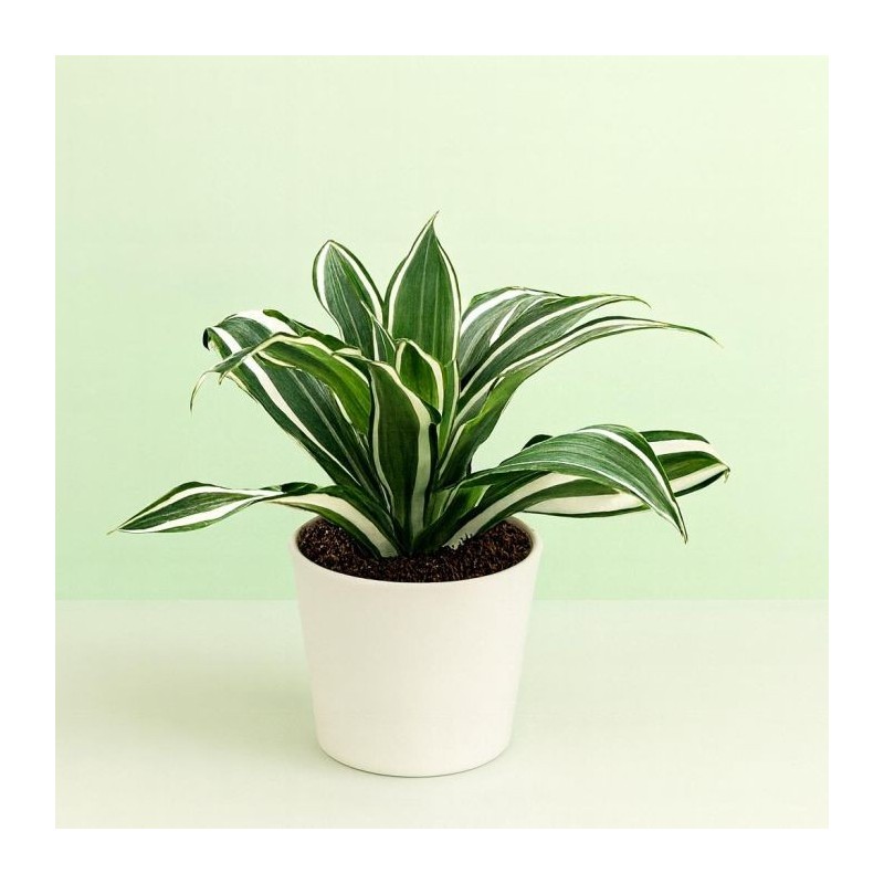 dracaena dragontree white jewel
