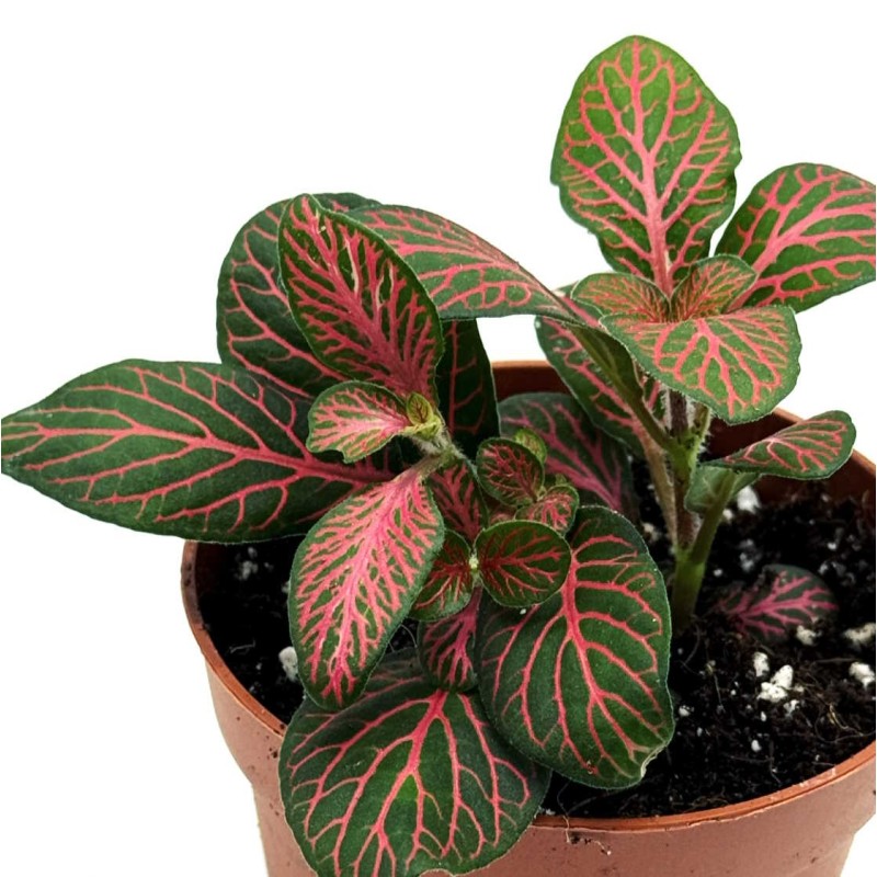 Fittonia joly josan