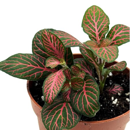 Fittonia joly josan