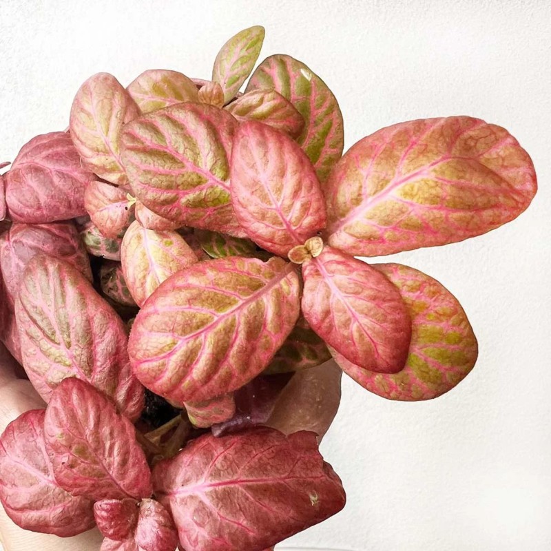 Fittonia pink special