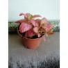 Fittonia pink special