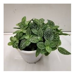 Fittonia albivenis mini white