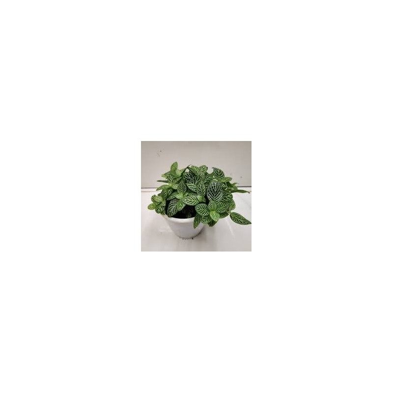 Fittonia albivenis mini white