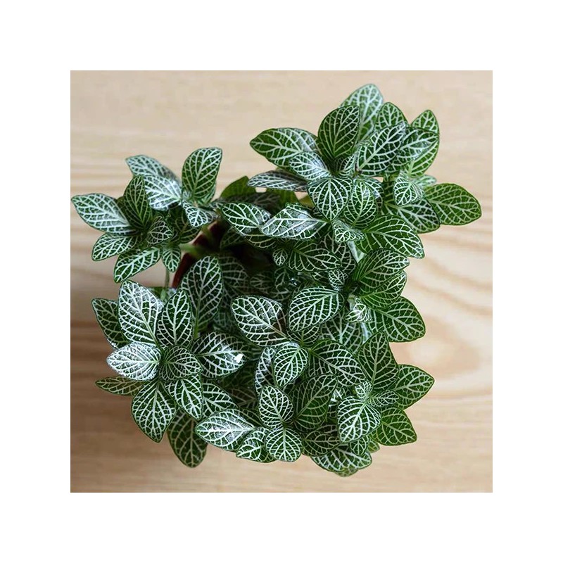 Fittonia albivenis mini white
