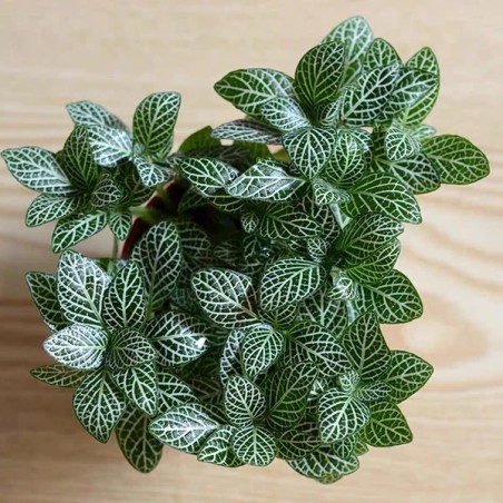 Fittonia albivenis mini white