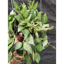 Hoya krohniana eskimo