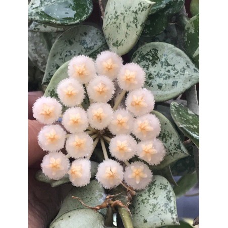 Hoya krohniana eskimo