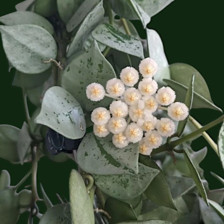 Hoya krohniana eskimo