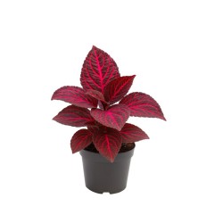 Iresine herbstii bloodleaf