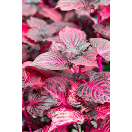 Iresine herbstii bloodleaf