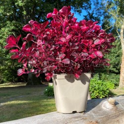 Iresine herbstii bloodleaf