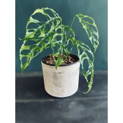 Monstera obliqua