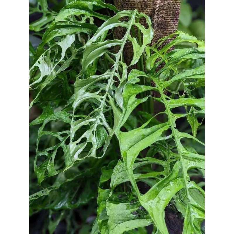 Monstera obliqua