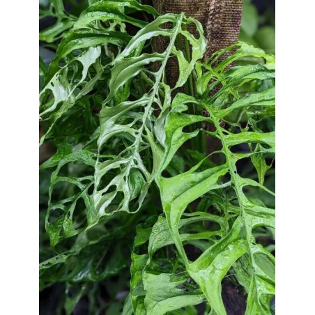 Monstera obliqua