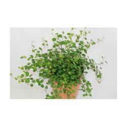 Muehlenbeckia complexa