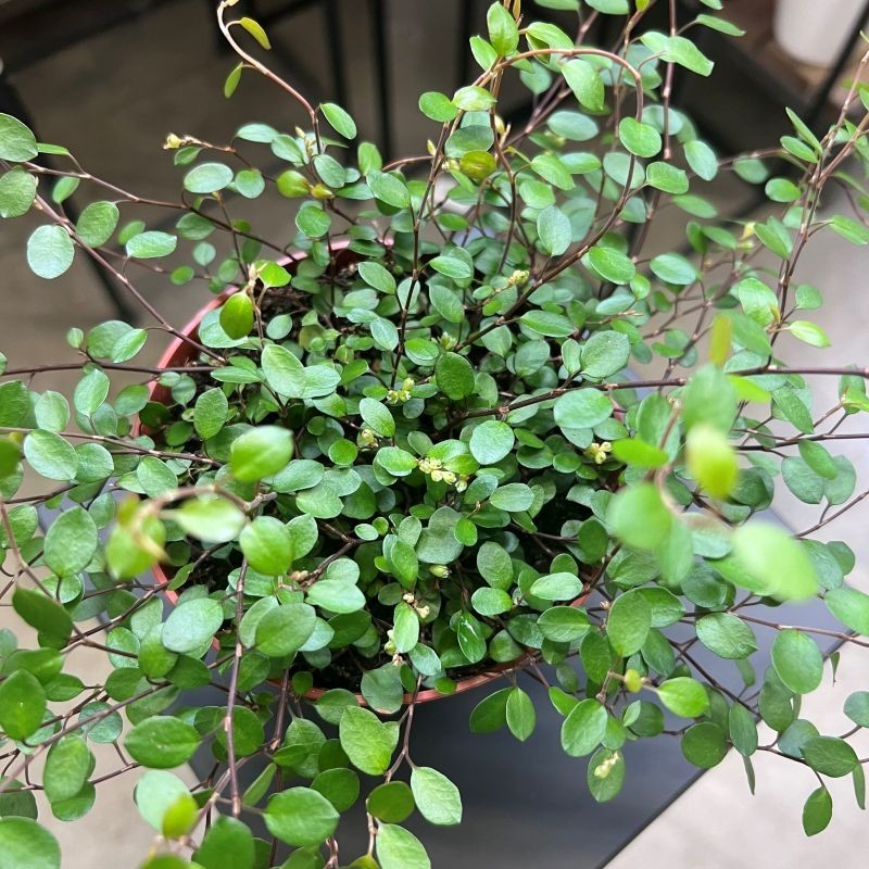 Muehlenbeckia complexa