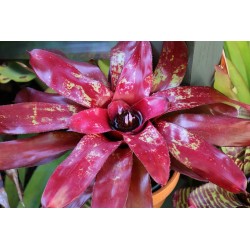 Neoregelia amazon