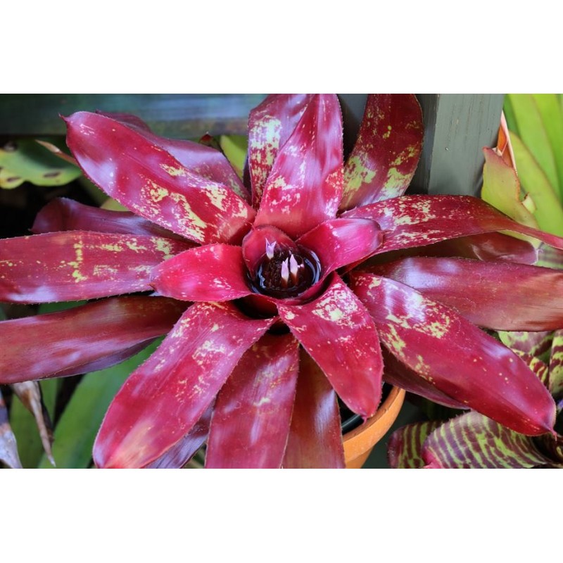 Neoregelia amazon