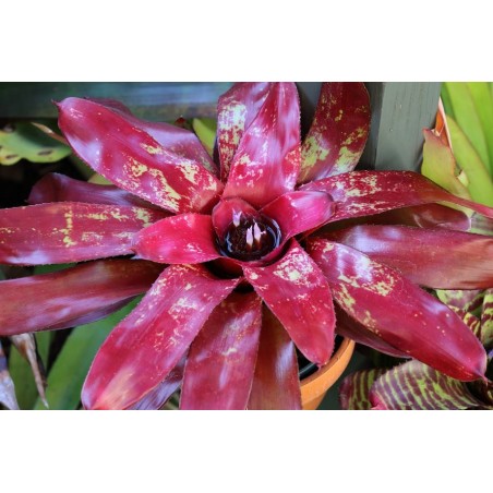 Neoregelia amazon