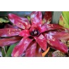 Neoregelia amazon