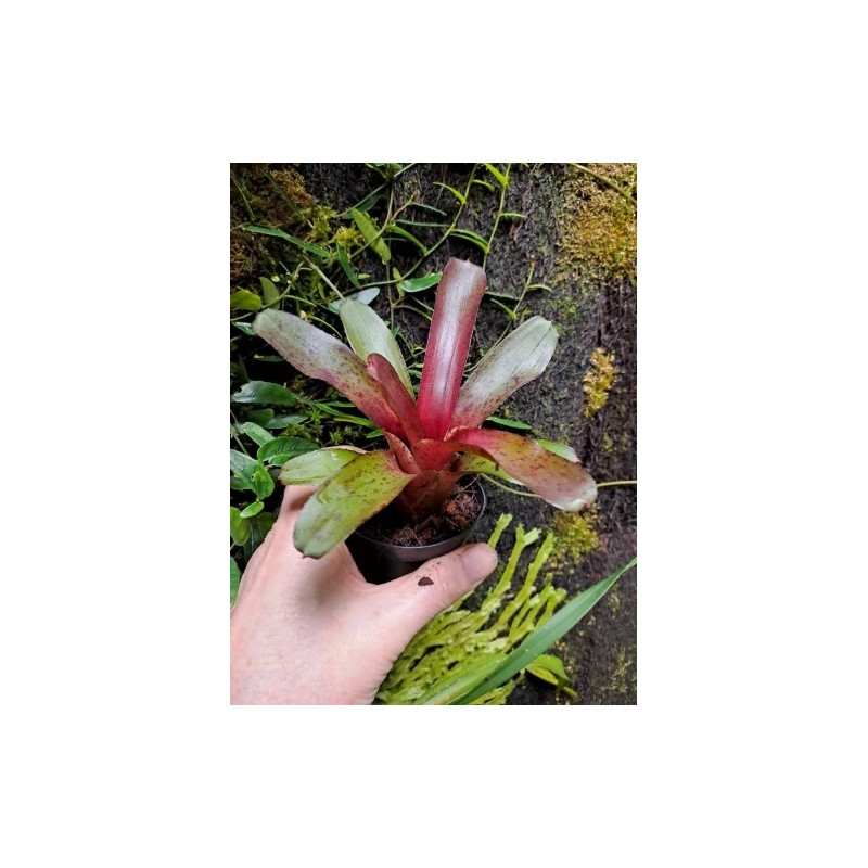 Neoregelia amazon