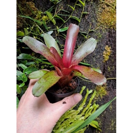 Neoregelia amazon
