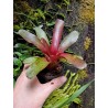 Neoregelia amazon