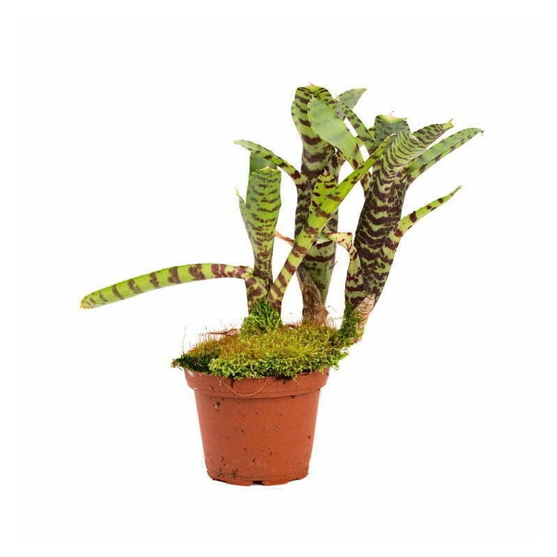 Neoregelia ampullacea var. tigrina