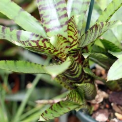 Neoregelia ampullacea var. tigrina