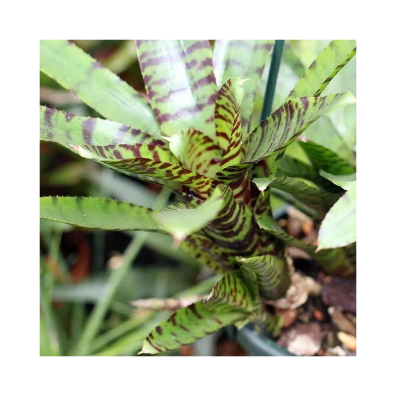Neoregelia ampullacea var. tigrina
