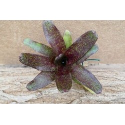 Neoregelia atlantis