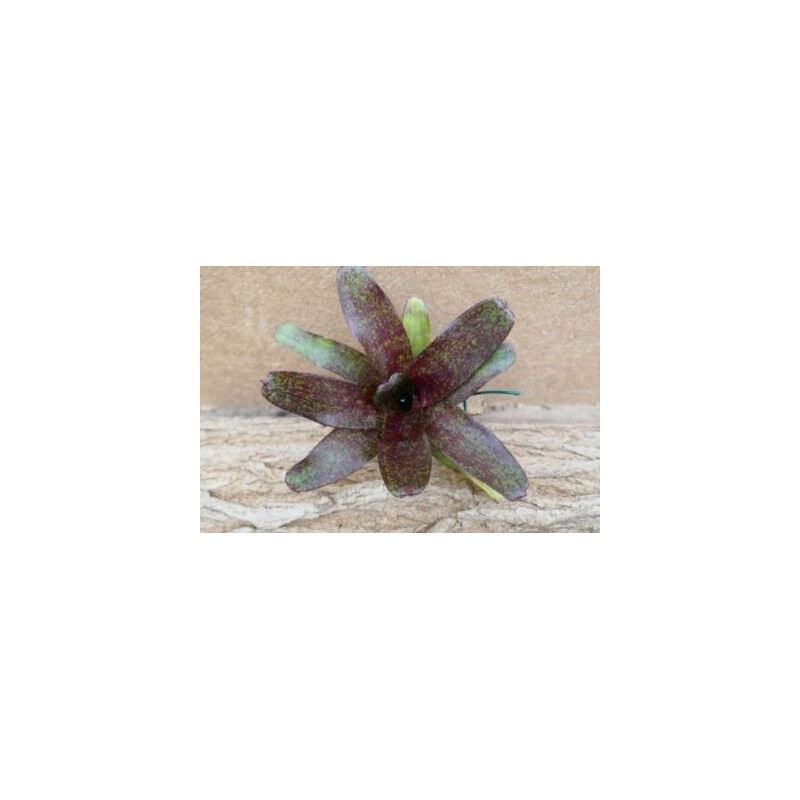 Neoregelia atlantis