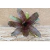 Neoregelia atlantis