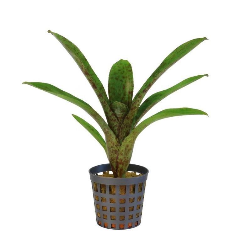 Neoregelia atlantis