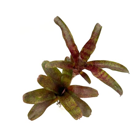 Neoregelia atlantis