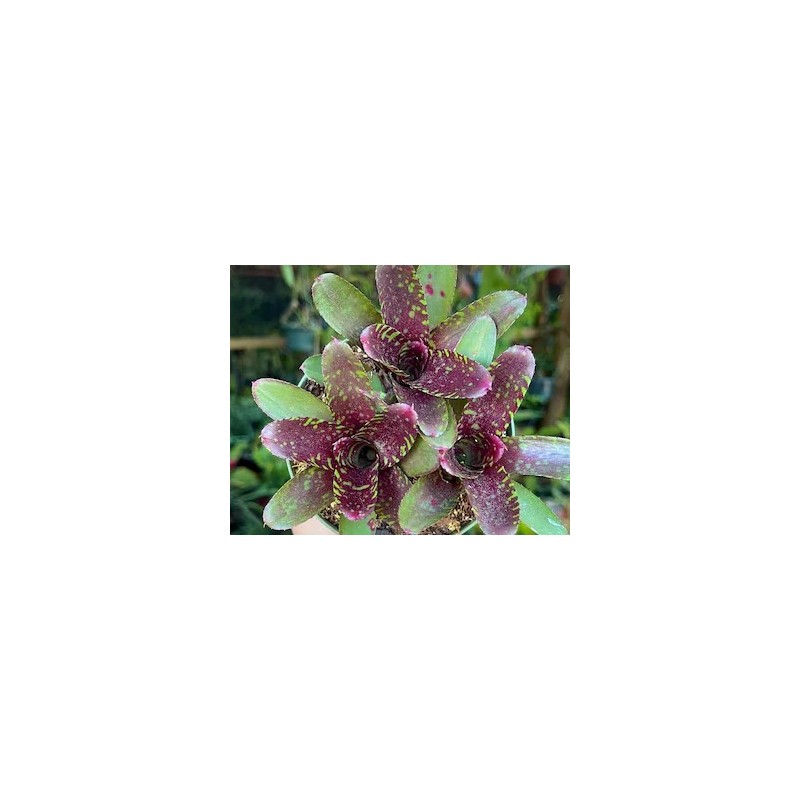 Neoregelia hera var little bright