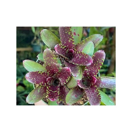 Neoregelia hera var little bright