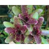 Neoregelia hera var little bright
