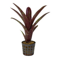 Neoregelia hera var little bright