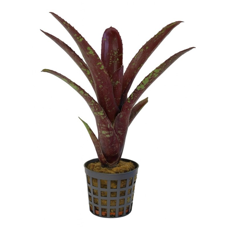 Neoregelia hera var little bright