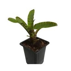 Neoregelia punctatissima