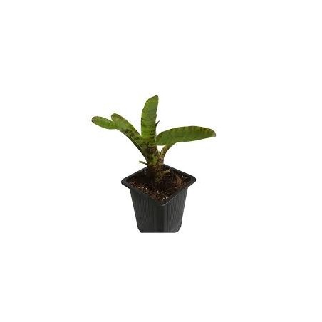 Neoregelia punctatissima