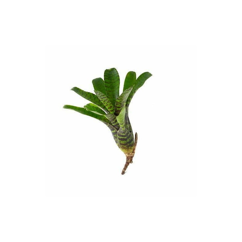 Neoregelia punctatissima