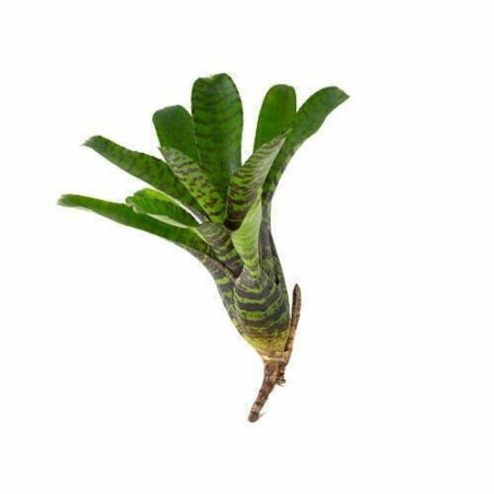 Neoregelia punctatissima