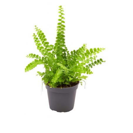 Nephrolepis exaltata duffy