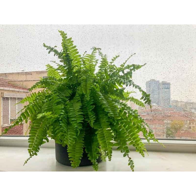 Nephrolepis exaltata duffy